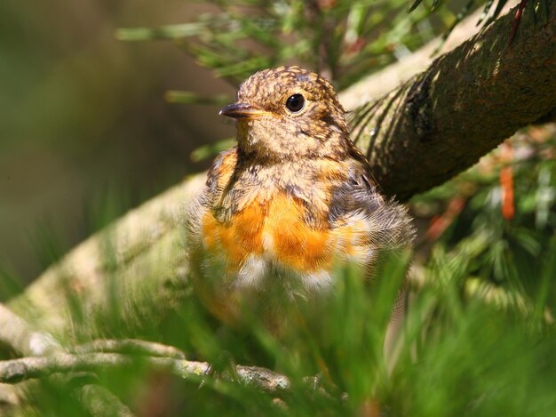 Photo un gros plan d'un rouge-gorge accroché à un arbre