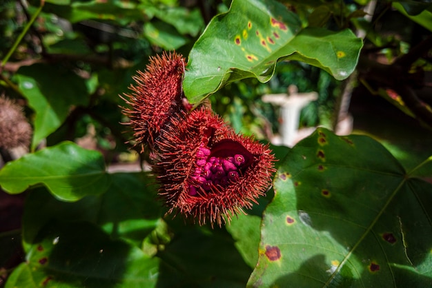 Gros plan sur les ruits de rocou urucum