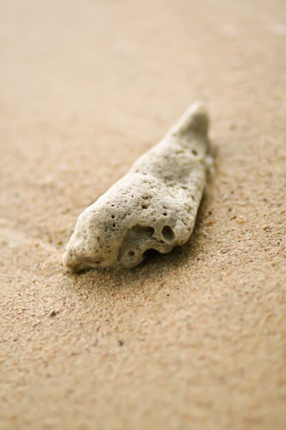 Gros Plan De Sable De Plage Et De Corail