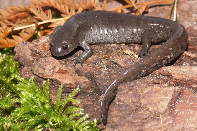 Photo gros plan sur la salamandre à bouche étroite, ambystoma texanum