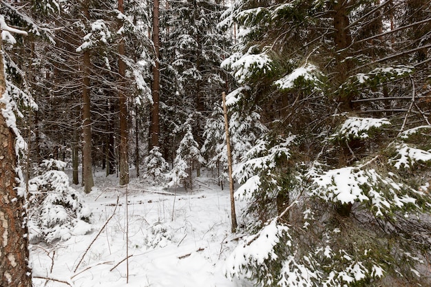 Gros plan sur les sapins en hiver