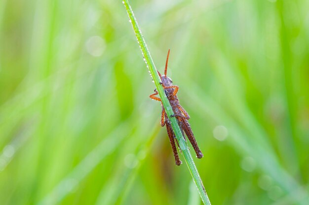 Gros plan de sauterelle assis sur l'herbe