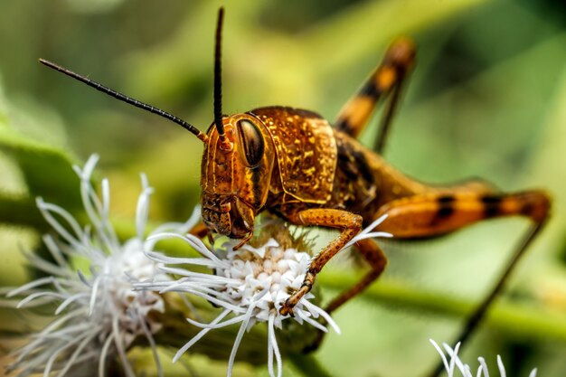 Photo gros plan de sauterelle sur une feuille dans la nature