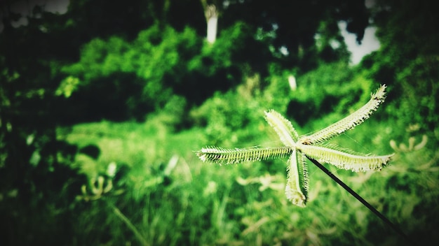 Un gros plan de la sauterelle sur la plante