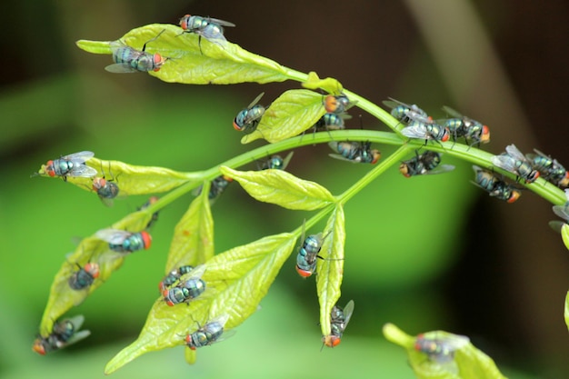 Photo un gros plan de la sauterelle sur la plante