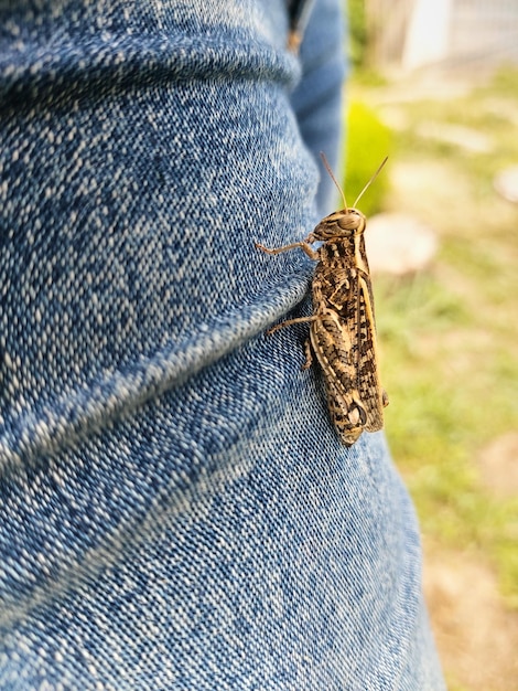 Gros plan sur la sauterelle vue latérale Un insecte est assis sur la jambe d'un homme en jeans bleu photo macro verticale