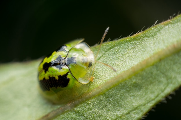 Gros plan de scarabée doré sur fond de feuille verte