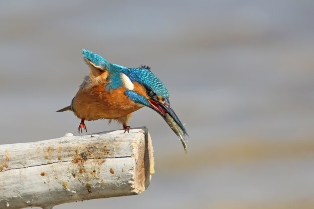 Gros plan scène martin-pêcheur commun tuant un petit poisson