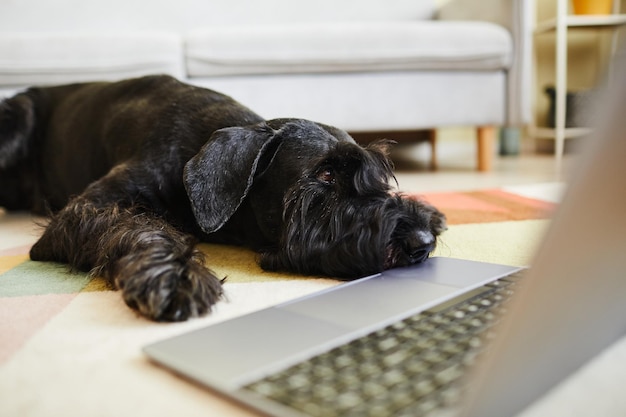 Gros plan sur un schnauzer noir reposant sur le sol dans le salon devant un ordinateur portable