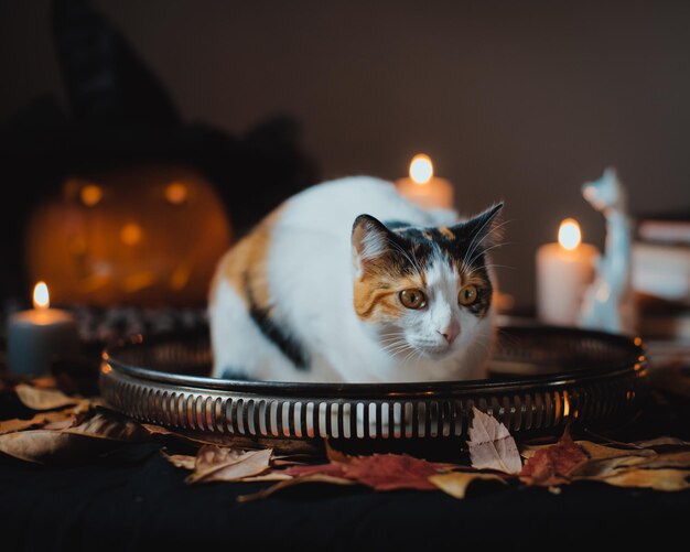 Gros plan sélectif d'un chat blanc dans les décorations d'Halloween