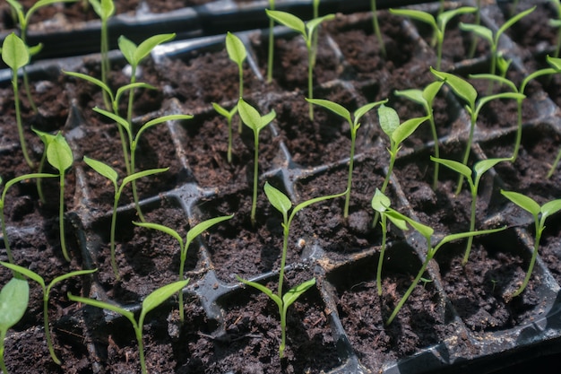 Gros plan sélectif, de, vert, plant., Vert, salade, croissant, depuis, graine