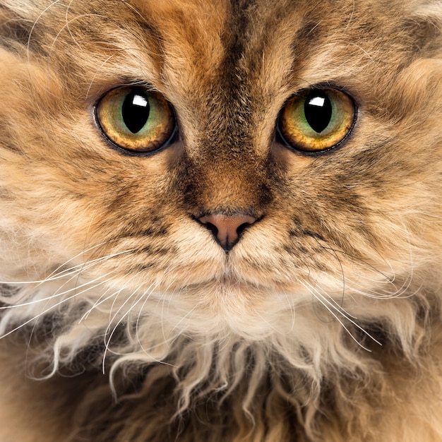 Photo gros plan d'un selkirk rex (5 mois) à la recherche