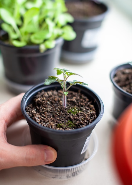 Gros plan sur des semis de petites feuilles vertes et fines d'un plant de tomate dans un récipient poussant à l'intérieur dans le sol au printemps. Semis sur le rebord de la fenêtre