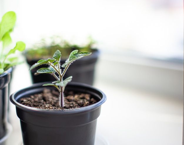 Gros plan sur des semis de petites feuilles vertes et fines d'un plant de tomate dans un récipient poussant à l'intérieur dans le sol au printemps. Semis sur le rebord de la fenêtre
