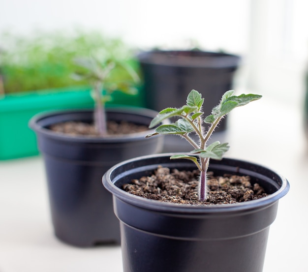 Gros plan sur des semis de petites feuilles vertes et fines d'un plant de tomate dans un récipient poussant à l'intérieur dans le sol au printemps. Semis sur le rebord de la fenêtre