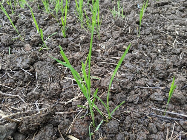 Gros plan des semis de riz nouvellement plantés par les agriculteurs Chaque date de plantation contient 15 variétés de riz reproduites trois fois