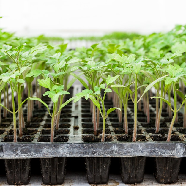 Gros plan de semis de tomate sur un plateau