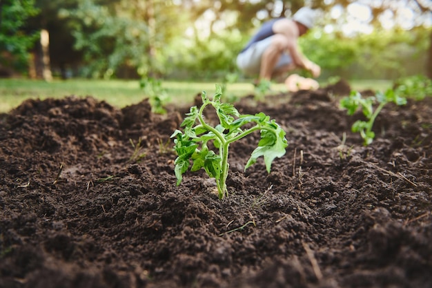 Gros plan de semis de tomates nouvellement plantés dans un lit de fleurs dans un champ ouvert sur un arrière-plan flou d'un agriculteur plantant des semis et travaillant sur sa ferme