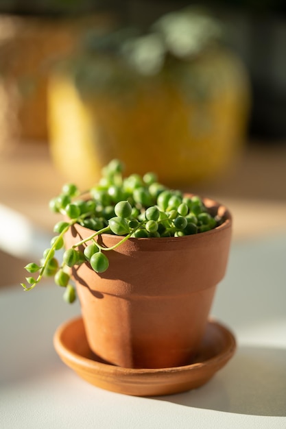 Gros plan de senecio rowleyanus plante d'intérieur en pot de fleurs en terre cuite à la maison collier de perles