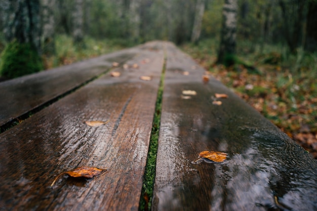 Photo gros plan sur le sentier de randonnée de planche humide après la pluie