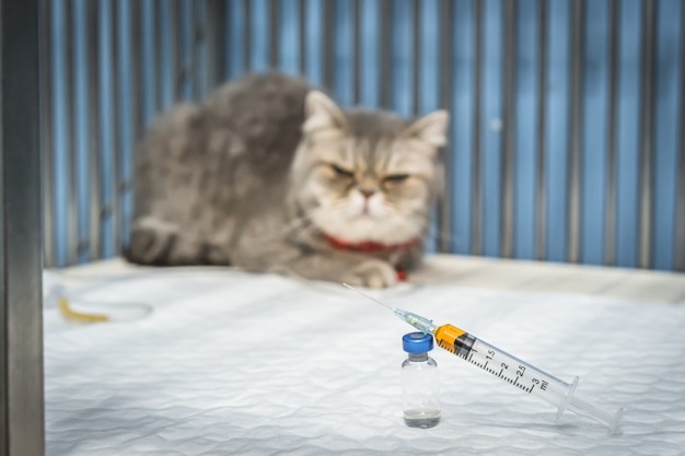 Gros Plan, Seringue, Flacons, à, Chat écossais Pli, Assis Dans Cage