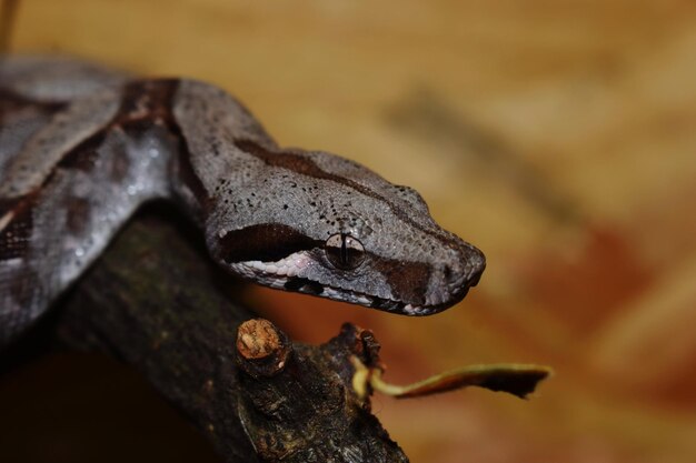 Photo un gros plan d'un serpent sur un arbre