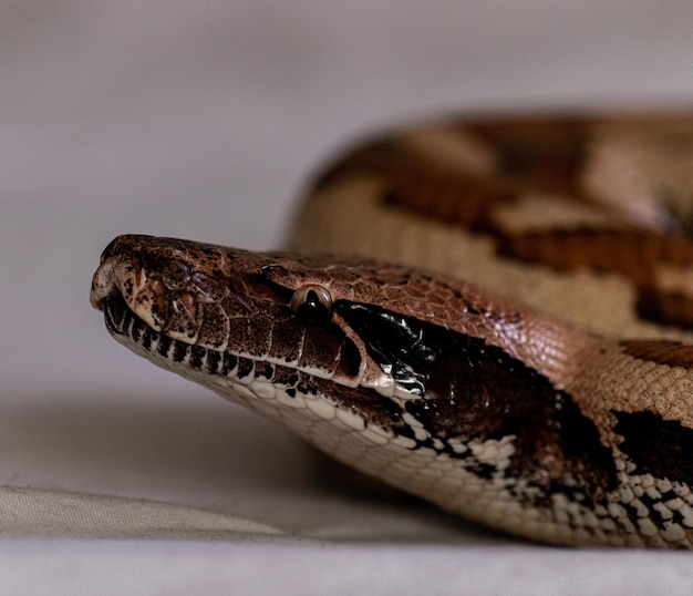 Un gros plan d'un serpent boa constrictor