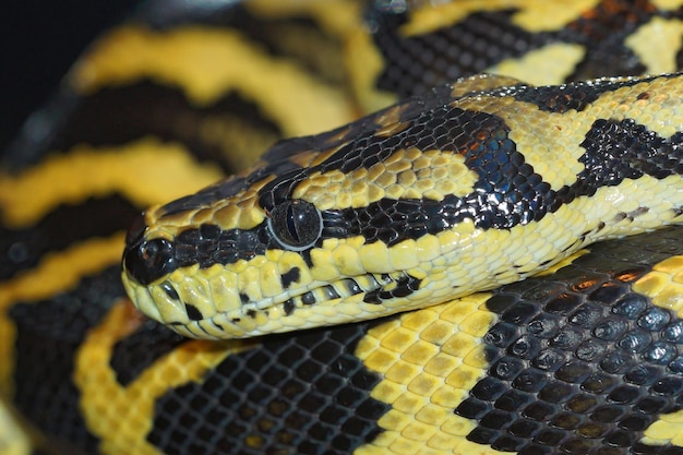 Gros plan d'un serpent boa recroquevillé