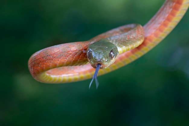 Gros plan de serpent boiga rouge