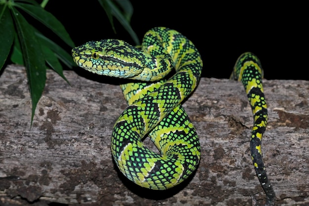 Gros plan de serpent Tropidolaemus wagleri sur une branche gros plan de serpent Viper