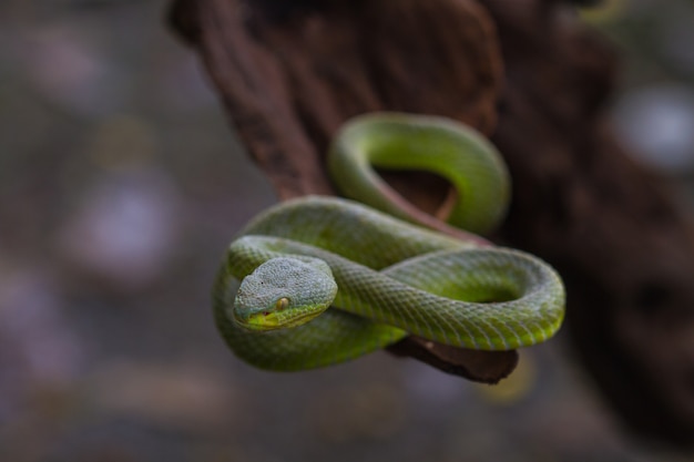 Gros plan, serpent vert, vipère