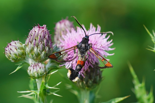 Gros plan sur une sésie à pointe rouge, Synanthedon formicaeformis, sur une fleur violette de Cirsium arvense