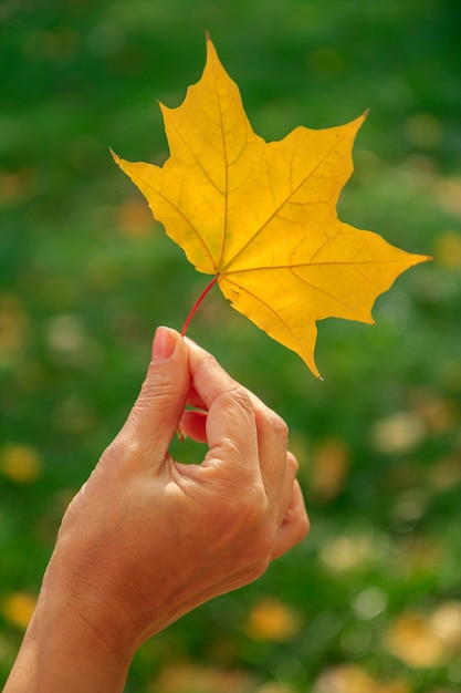 Gros plan d'une seule feuille d'érable d'automne dans une main féminine. Composition d'automne.