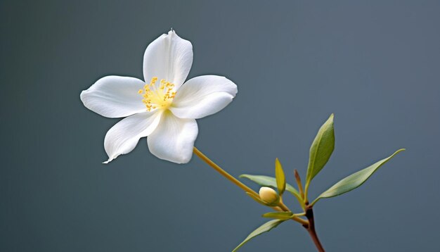 un gros plan d'une seule fleur de jasmin, la fleur nationale du Pakistan