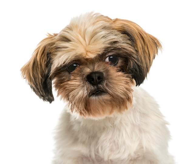 Gros plan d'un Shih Tzu isolé sur blanc