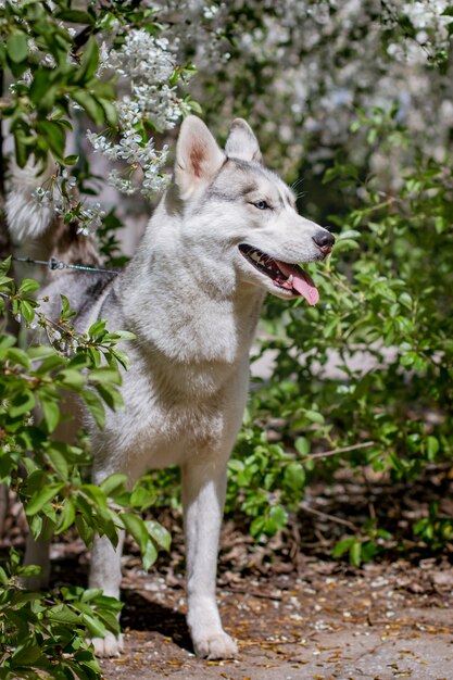 Gros plan, sibérien, husky, chien