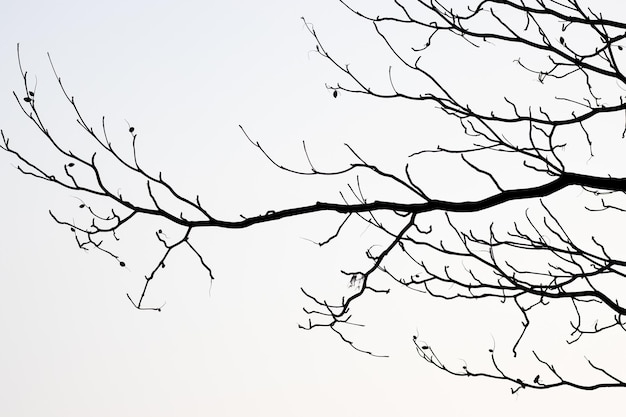 Gros plan sur la silhouette d'une branche d'arbre séchée sous le ciel brumeux