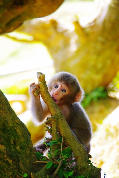 Photo un gros plan d'un singe assis sur un arbre