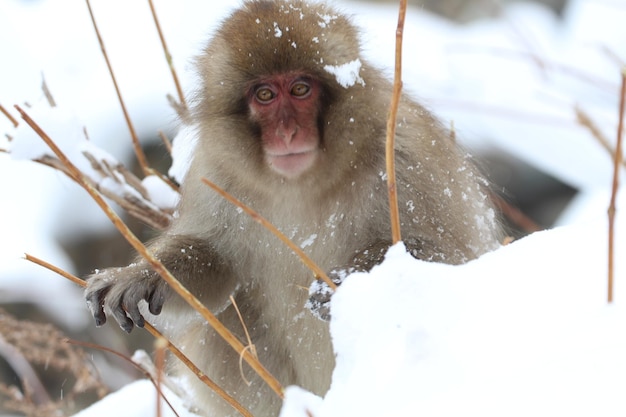 Photo un gros plan d'un singe dans la neige