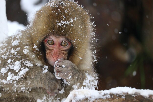 Photo un gros plan d'un singe dans la neige