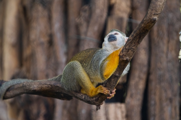 Gros plan singe écureuil au zoo