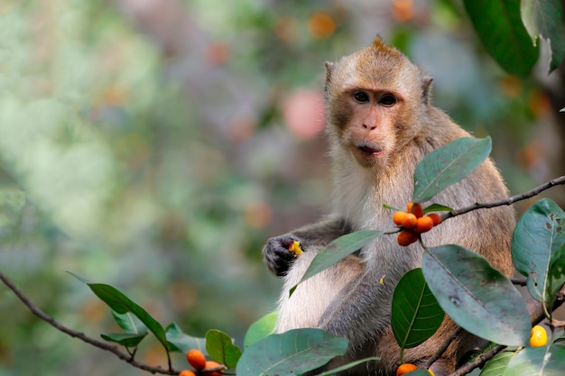 Gros plan, singe, manger, nourriture, sur, arbre