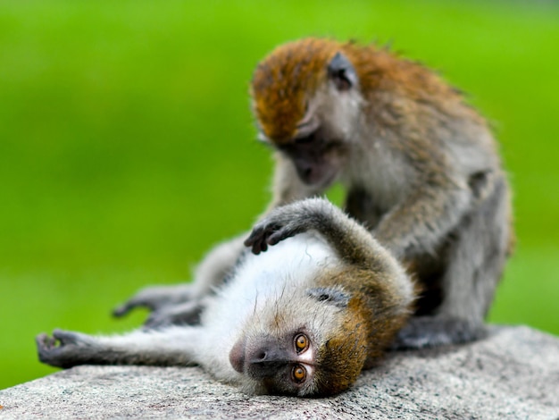 Photo un gros plan d'un singe sur un rocher