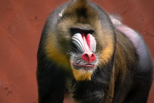 Photo un gros plan d'un singe