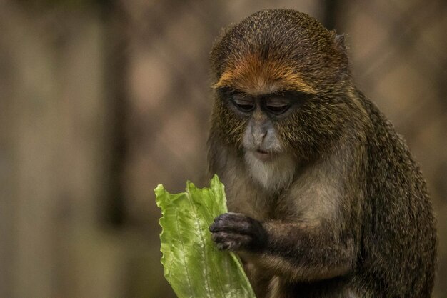 Photo un gros plan d'un singe