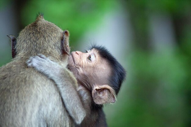 Photo un gros plan d'un singe