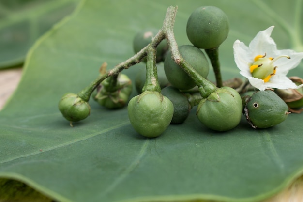 Gros plan de Solanum Torvum