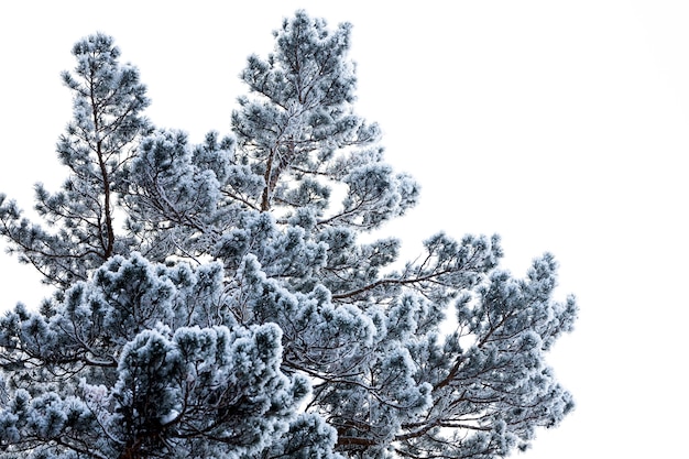 Gros plan d'un sommet enneigé d'une épinette sous une chute de neige sur un fond