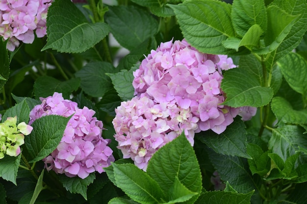 Gros plan de somptueux buissons de fleurs d'hortensia rose avec des feuilles vertes Macro