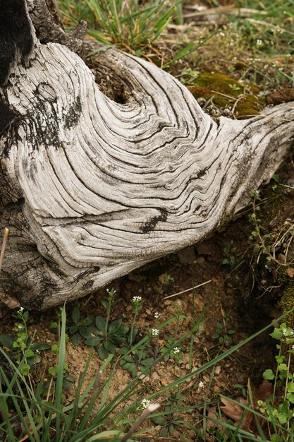 Photo un gros plan d'une souche d'arbre avec une surface en bois